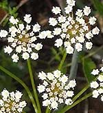 Anise Pimpinella anisum